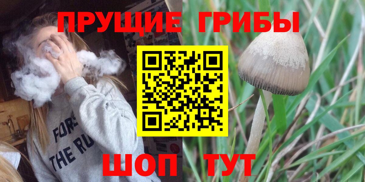 Псилоцибиновые грибы Psilocybe Астрахань